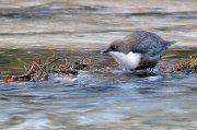 2010-10-30_6033 Wasseramsel 3